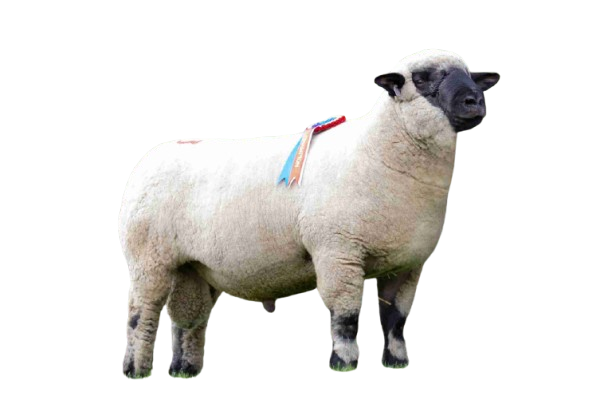 Mutton