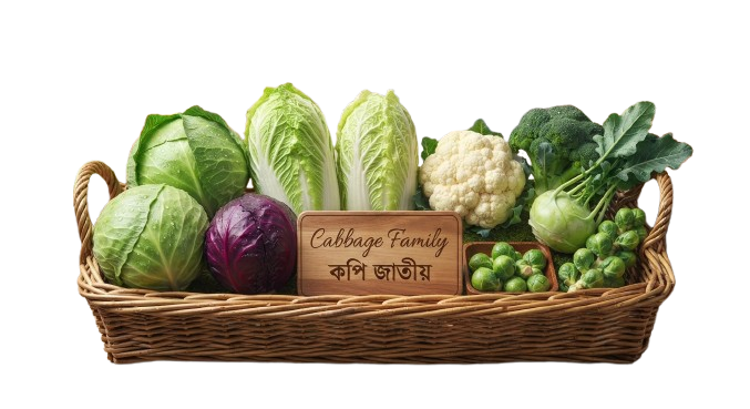 Cabbage Family (কপি জাতীয়)