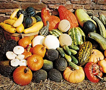 Pumpkin Family