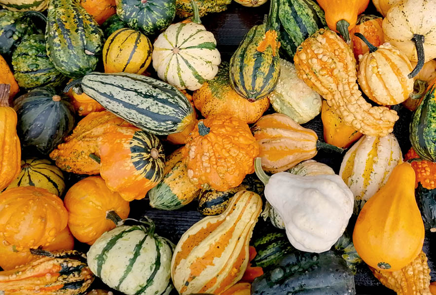Small Gourds